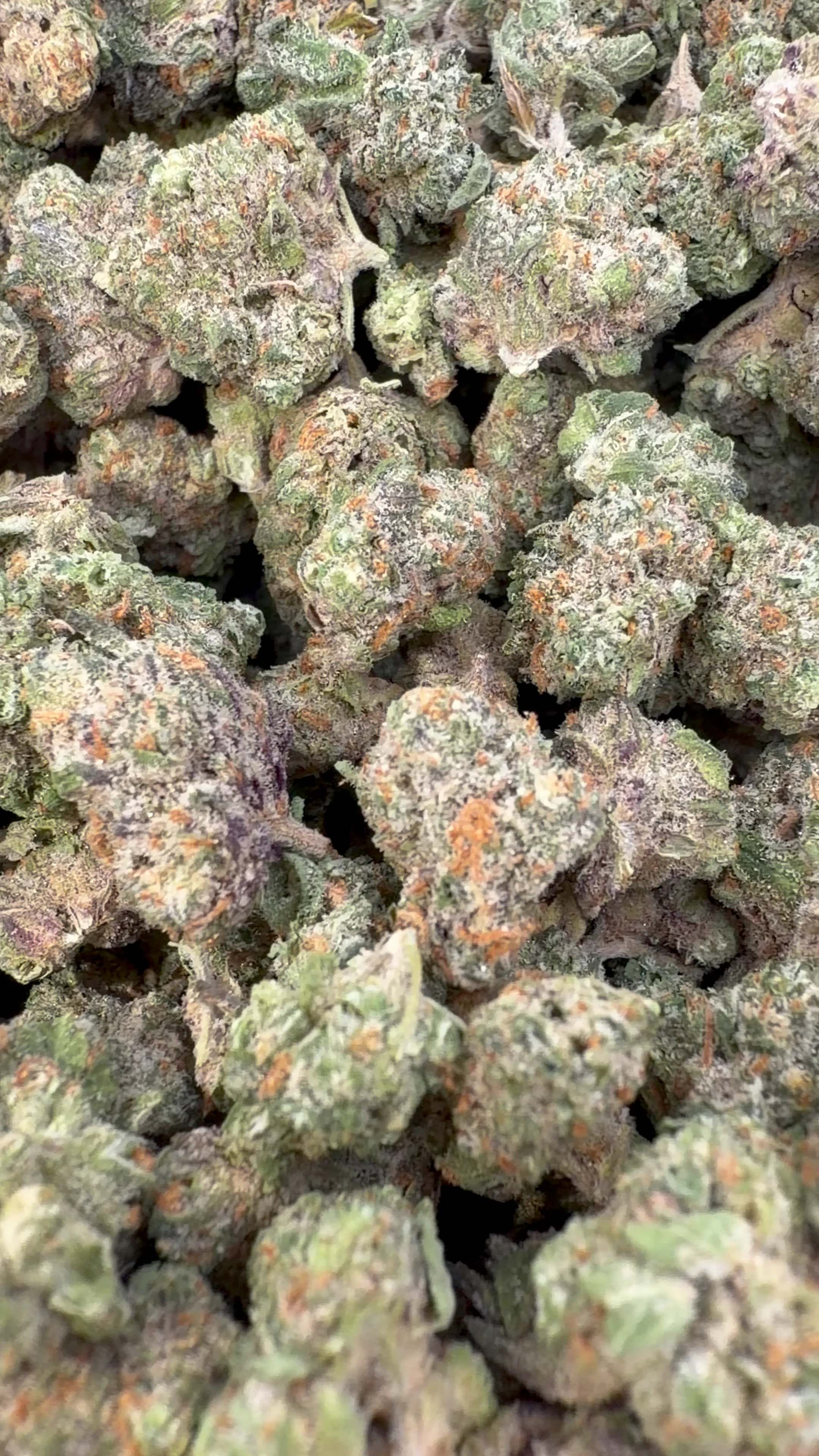 24K Gold Indoor Minis - Bulk Minis - Indica