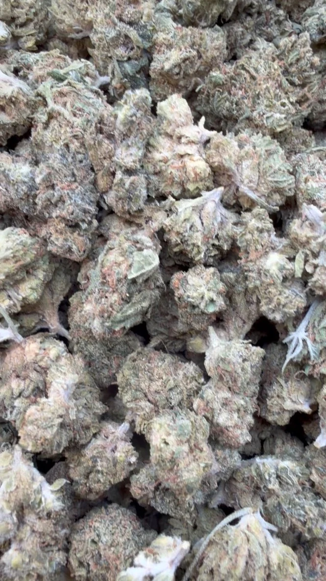 Acapulco Gold Minis - Bulk Minis - Sativa