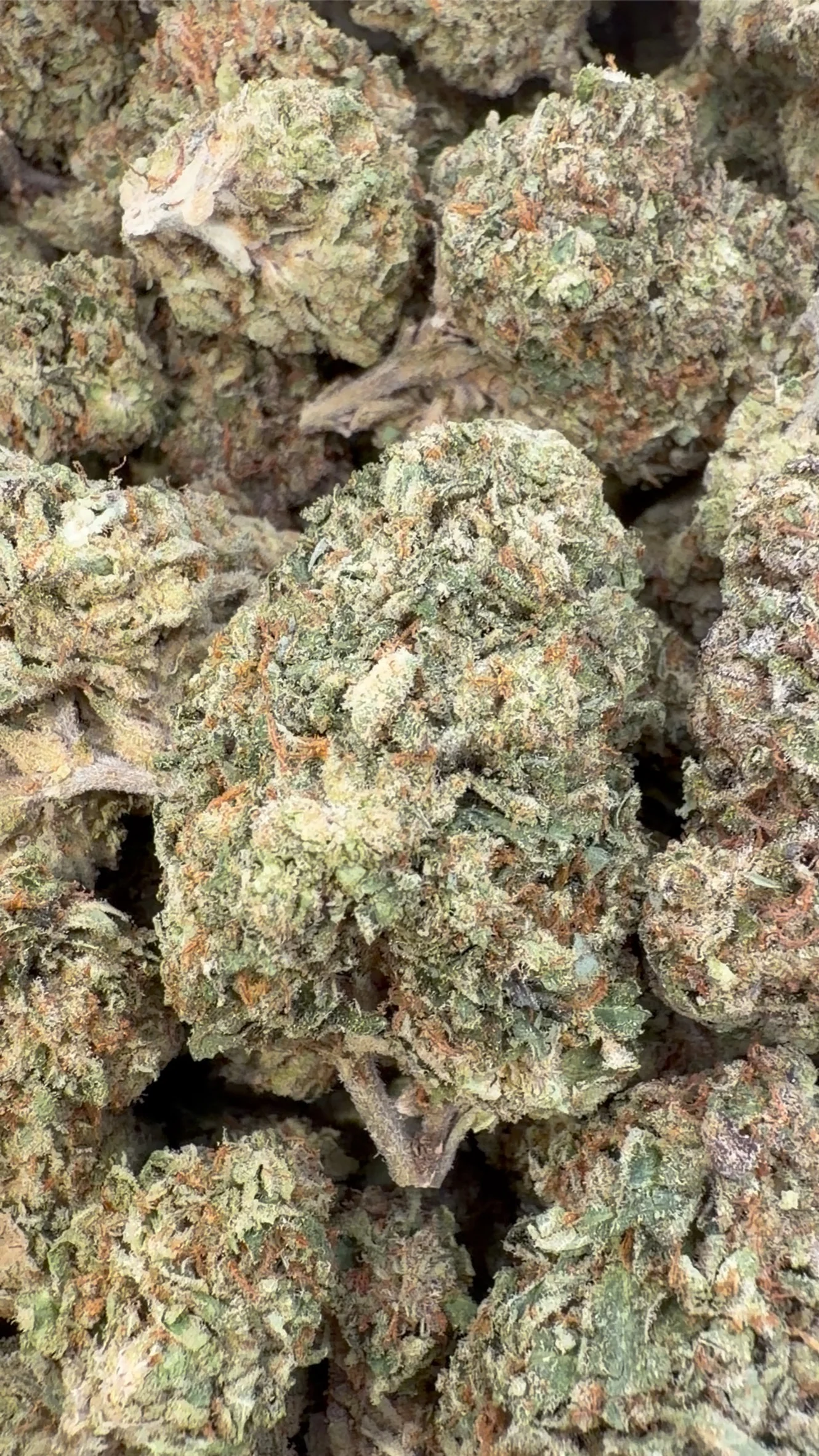 Biscotti Mintz - Bulk - Indica