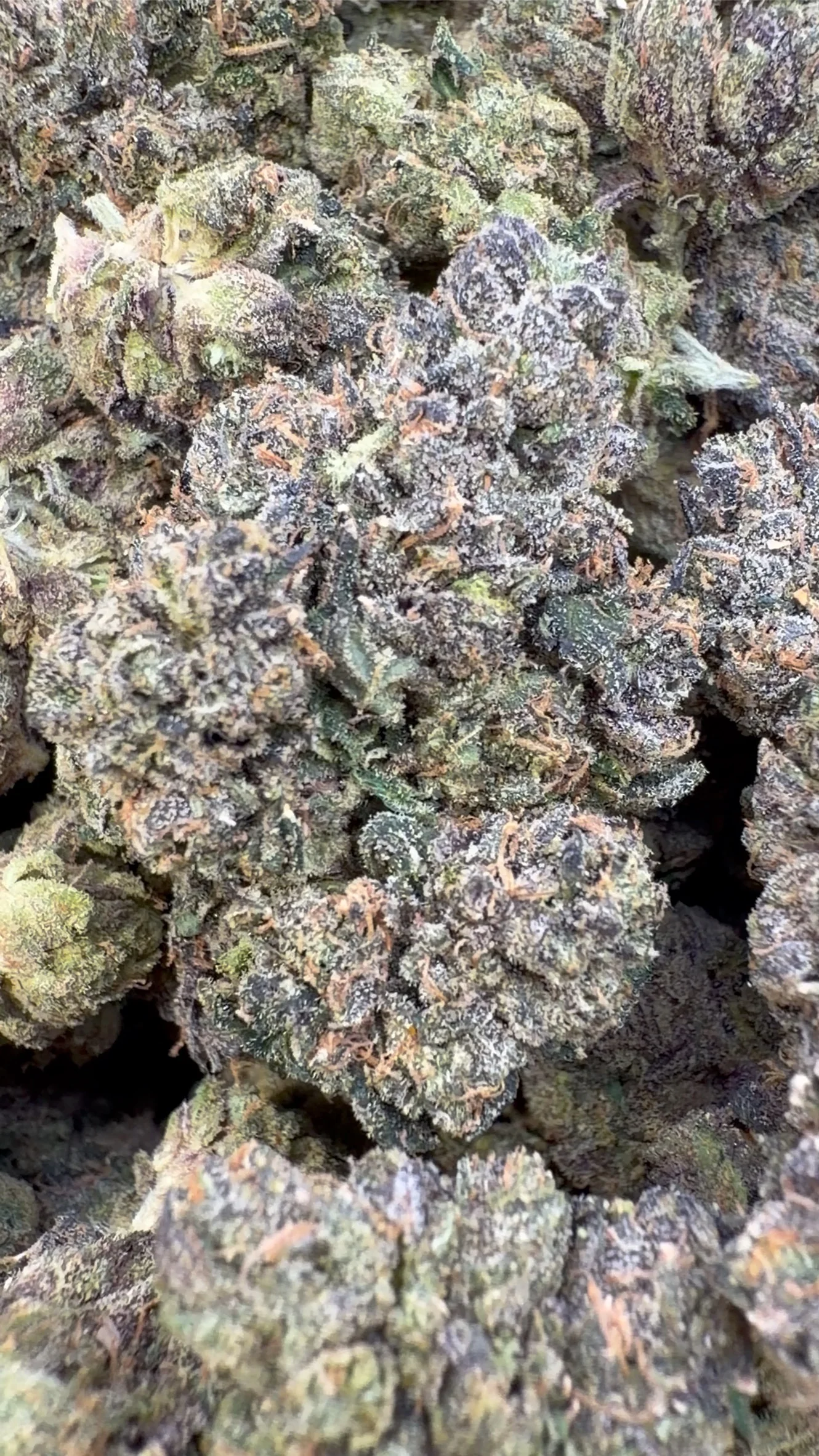 Blue Runtz Indoor - Bulk - Hybrid