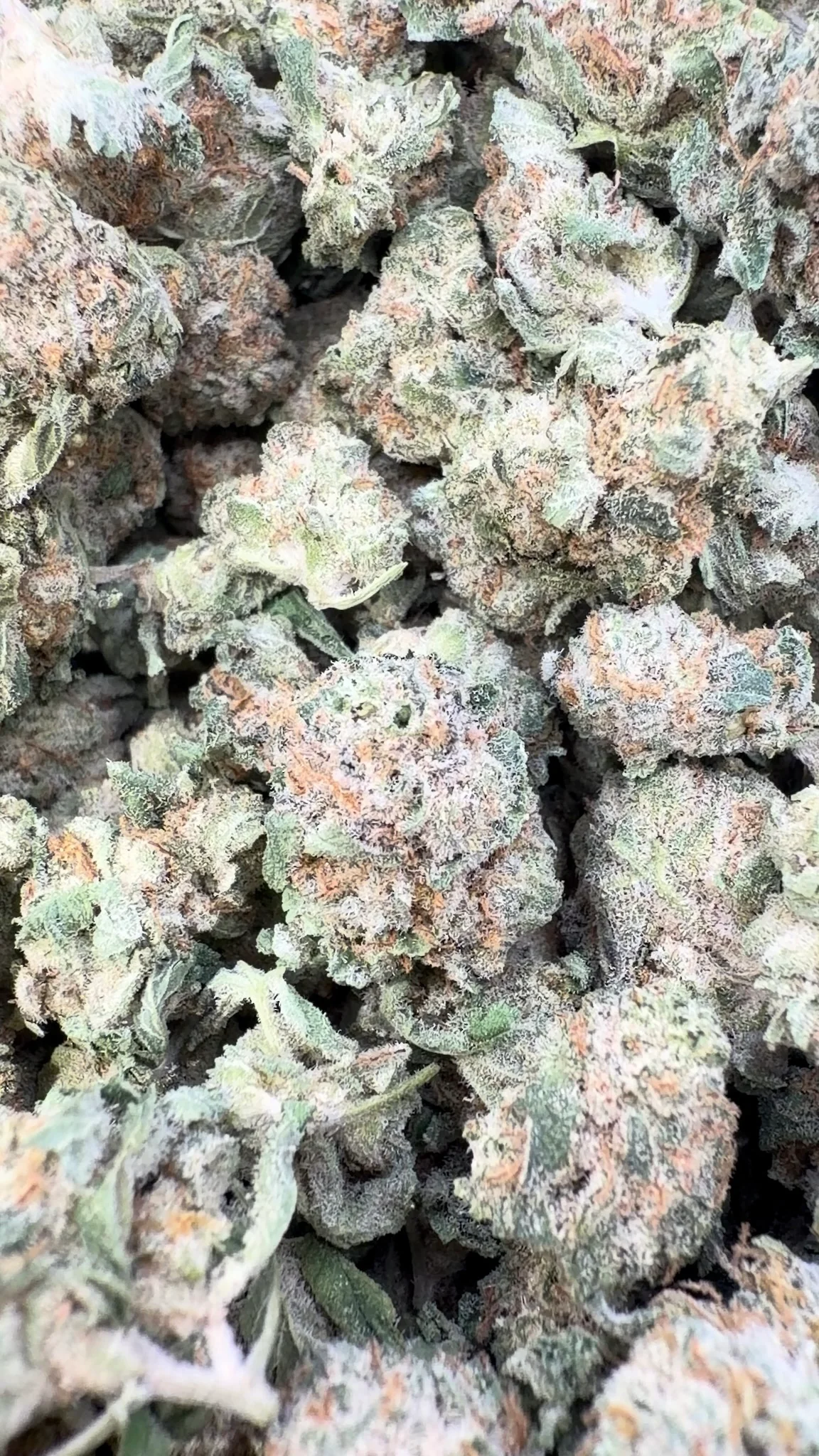 Blueberry Pancakes Indoor Minis - Bulk Minis - Indica