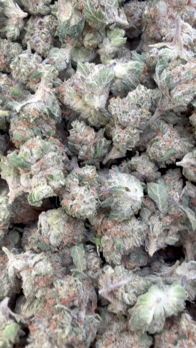 Chocolate Diesel Minis - Bulk Minis - Sativa - Image 2