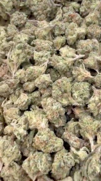 Citrus Kush Indoor Minis - Bulk Minis - Indica