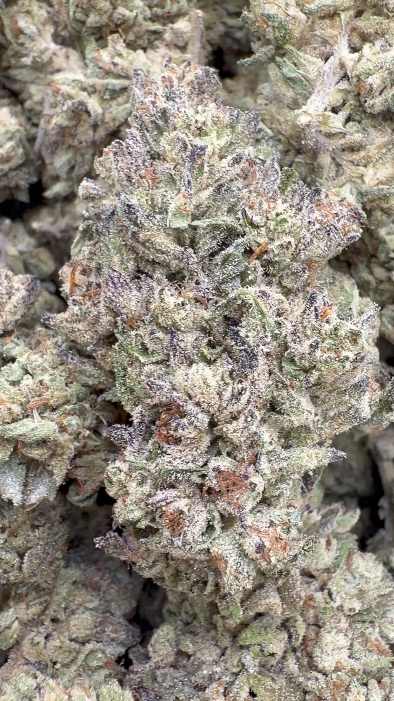 Double Cake - Bulk - Hybrid