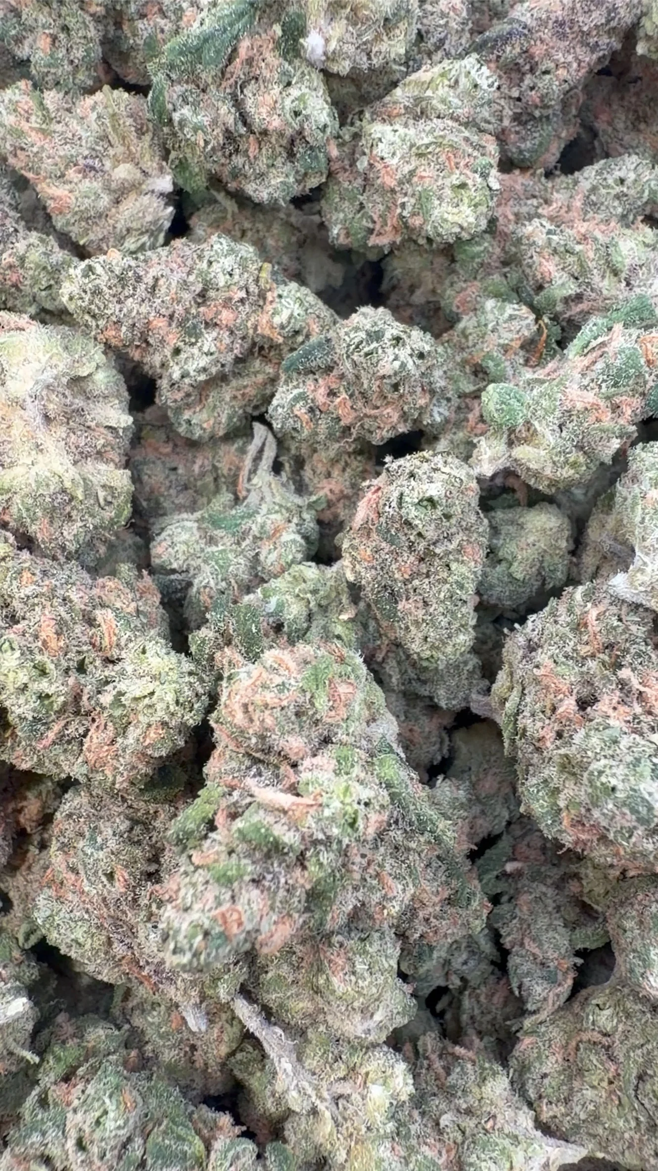 Double Dream Indoor Minis - Bulk Minis - Sativa