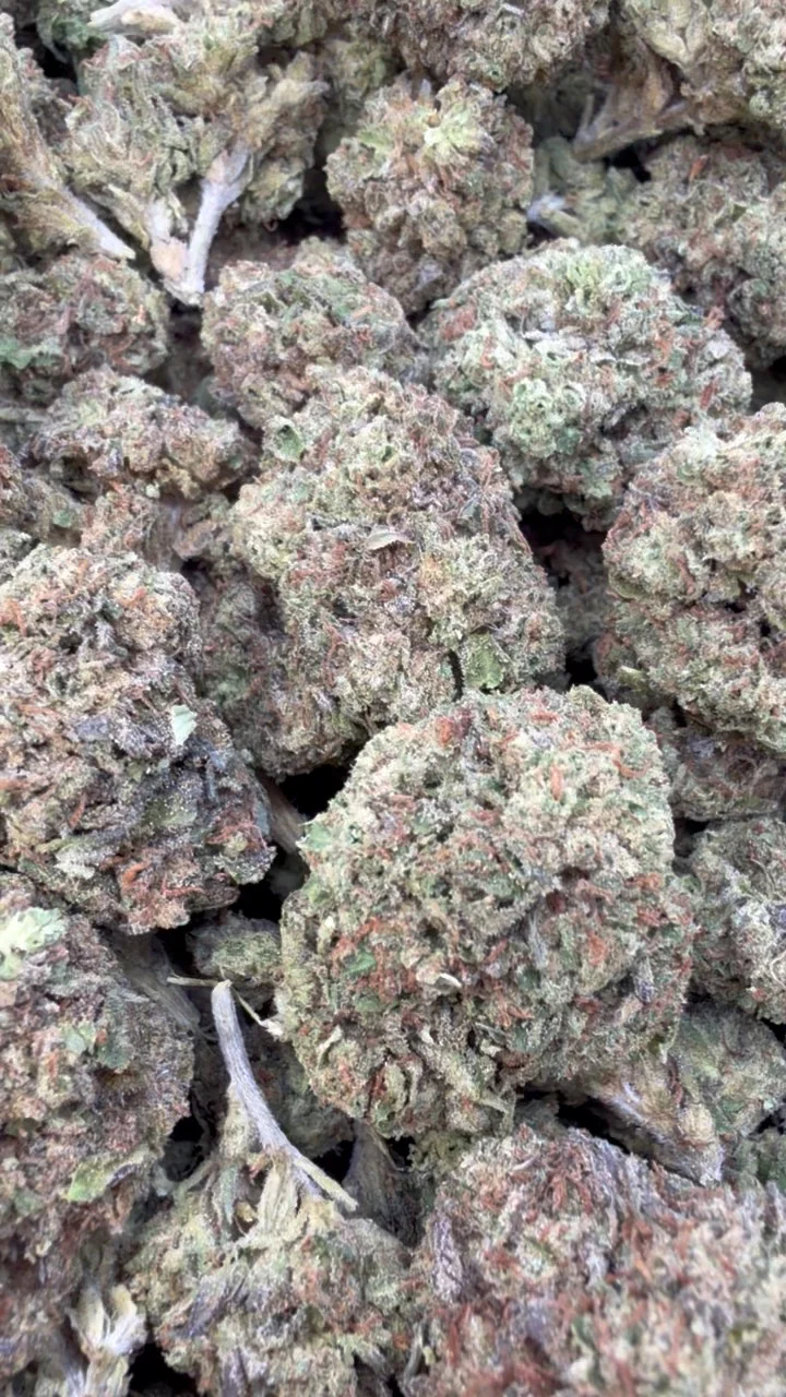 Gelato 41 - Bulk - Hybrid