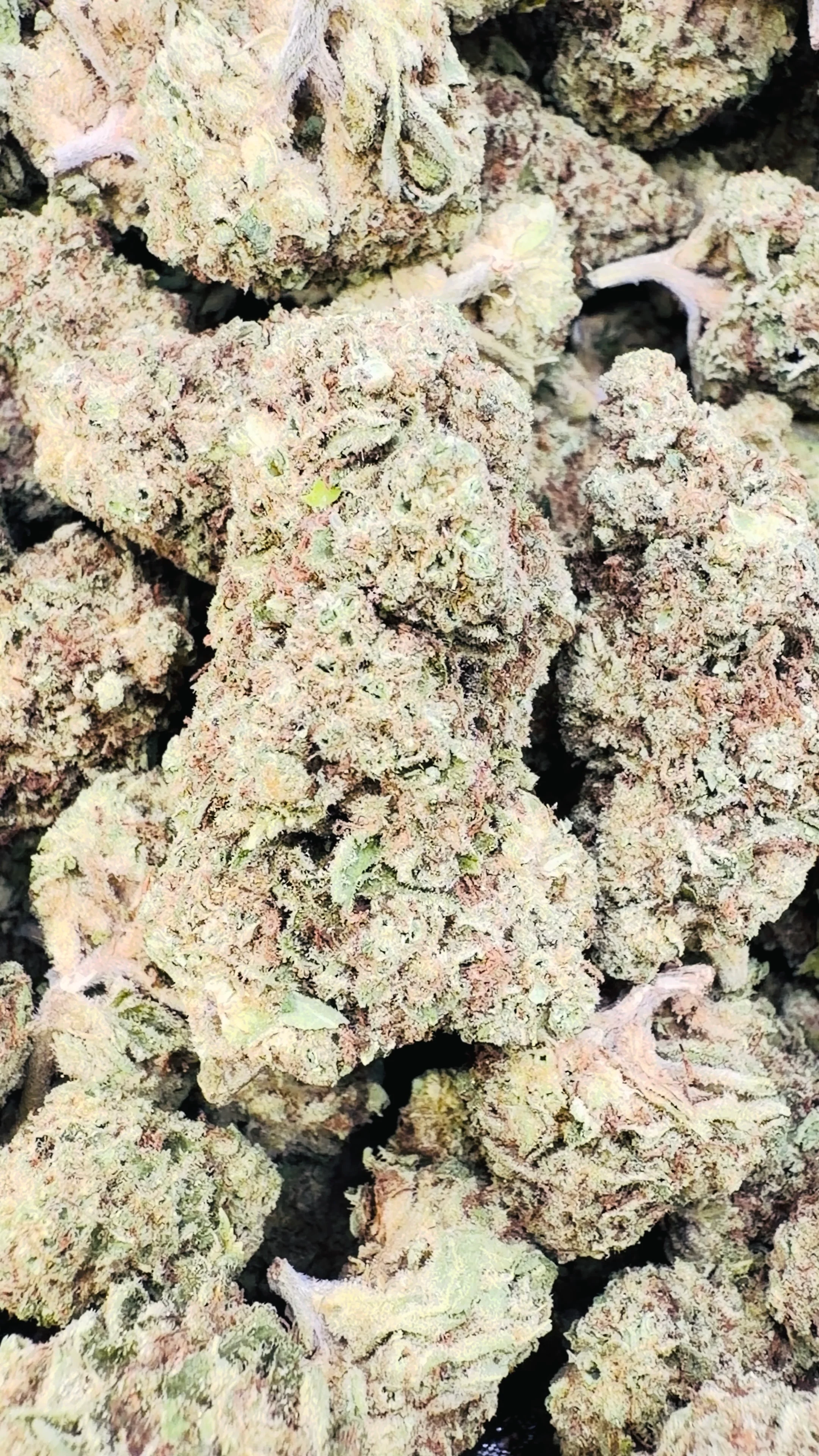 Ice Runtz - Bulk - Indica