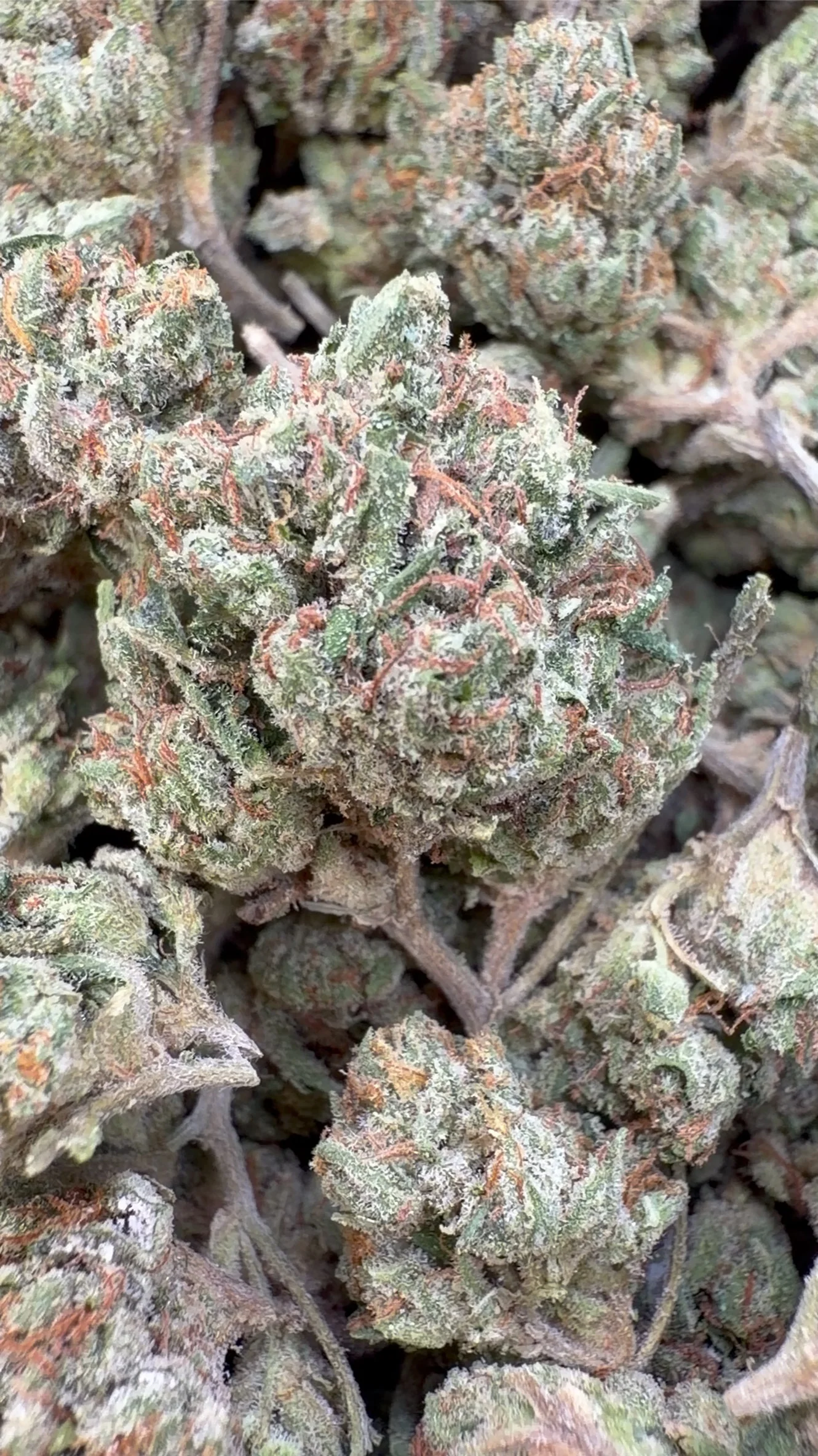Skywalker OG Indoor Minis - Bulk - Minis (Indica)