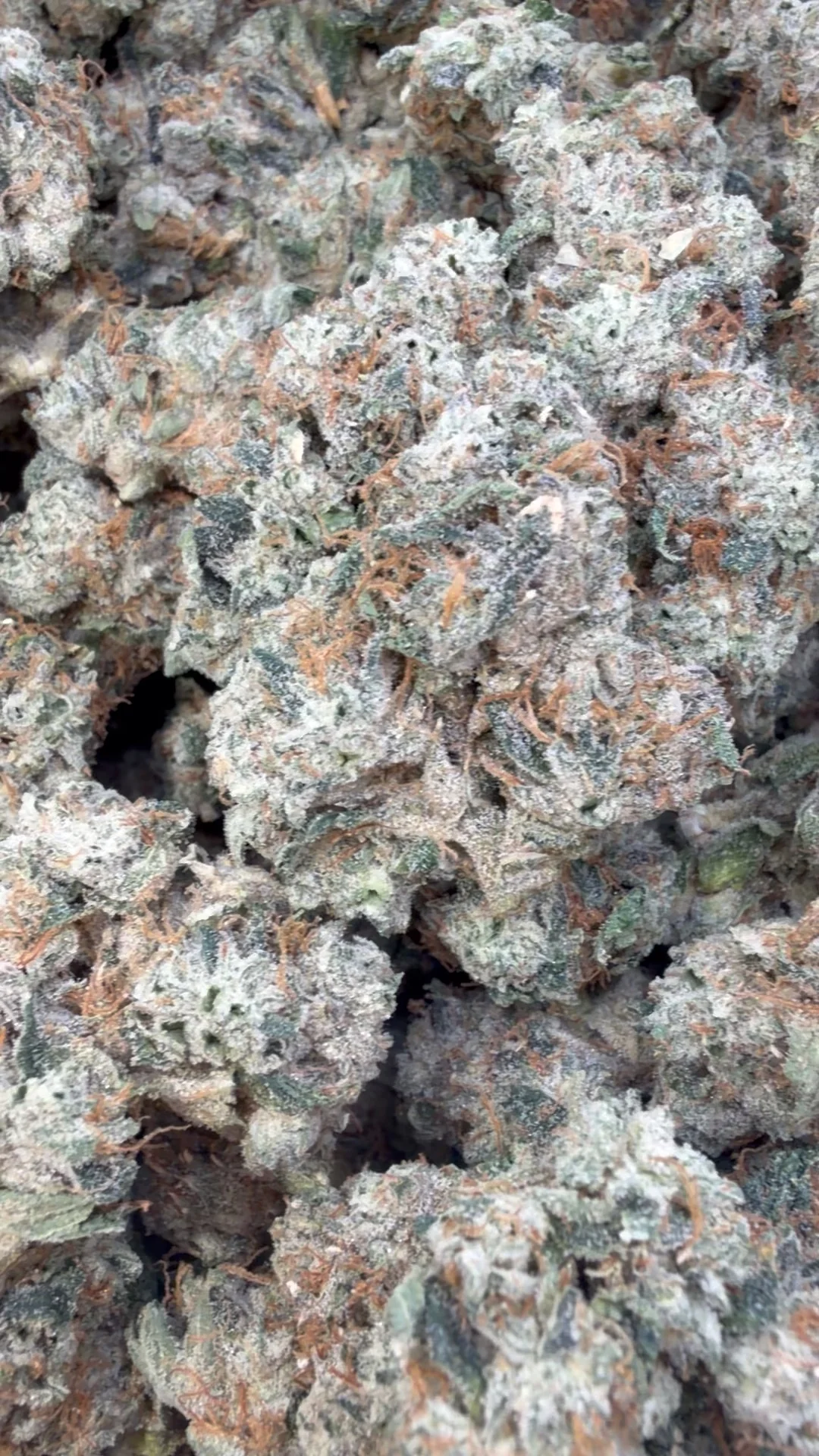 Jet Fuel OG Indoor - Bulk- Indica