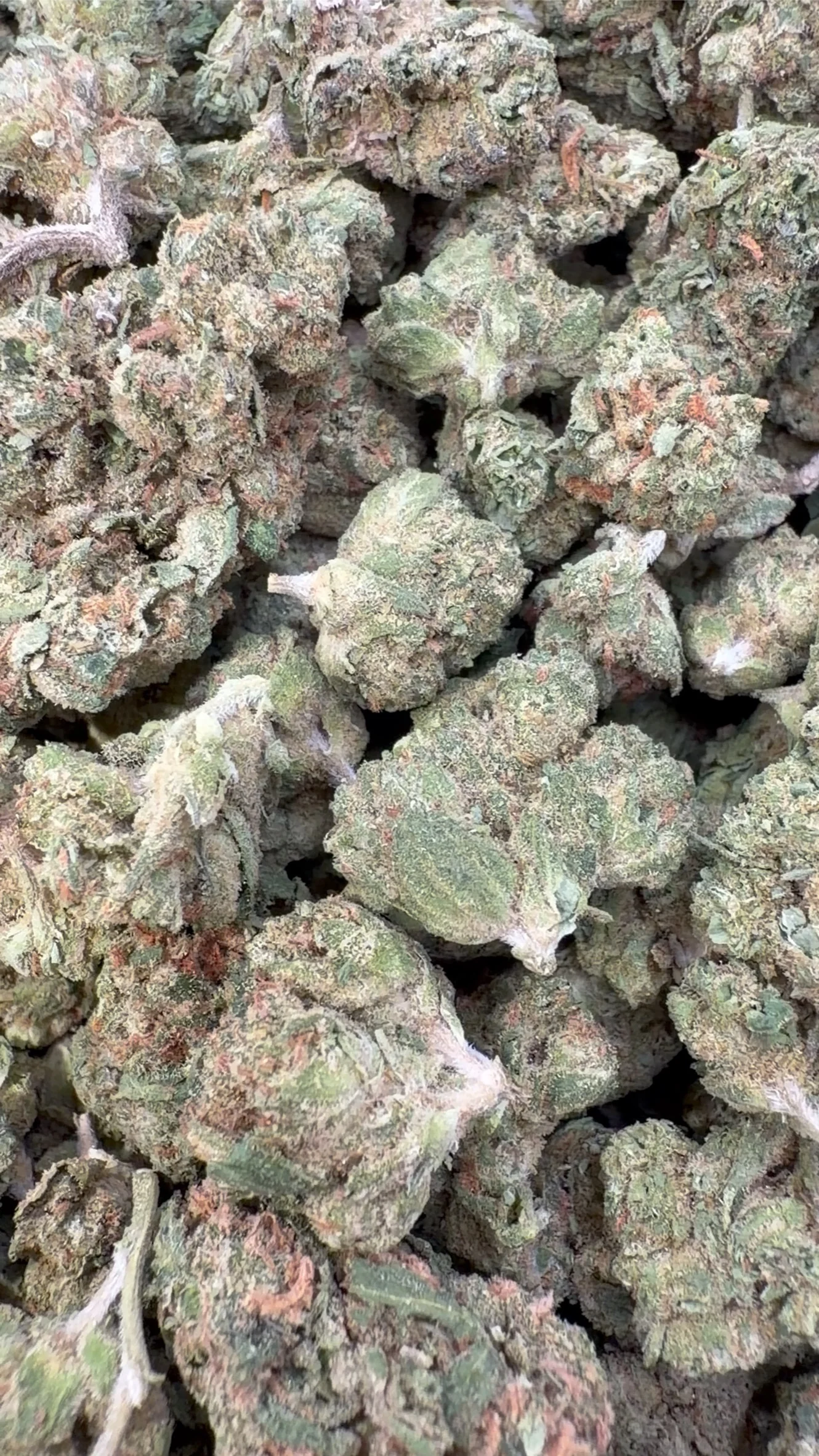 Lemon Sherbs Minis - Bulk Minis - Indica