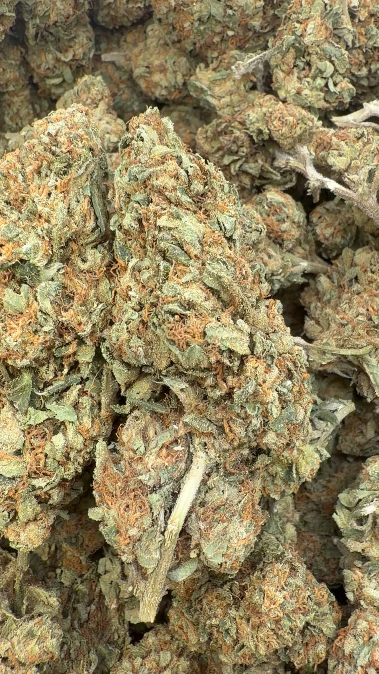 Midnight Phonk - Bulk - Indica