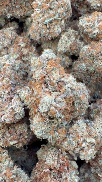 Orange Creamsicle Indoor - Bulk - Sativa