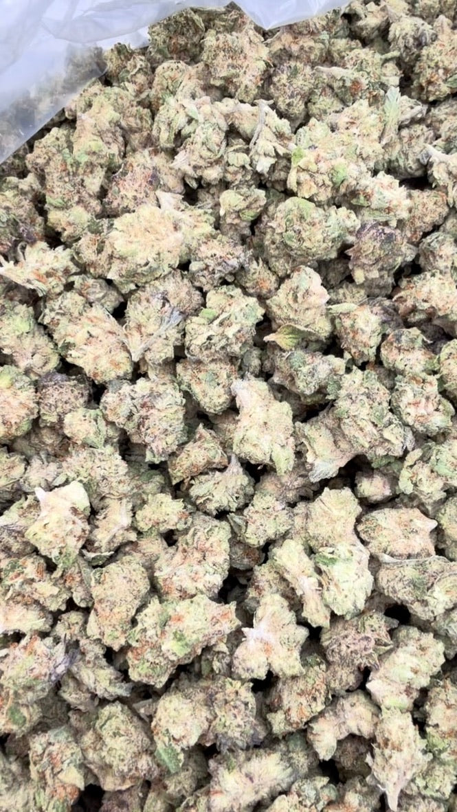 Rainbow Sherbet Minis - Bulk Minis - Hybrid