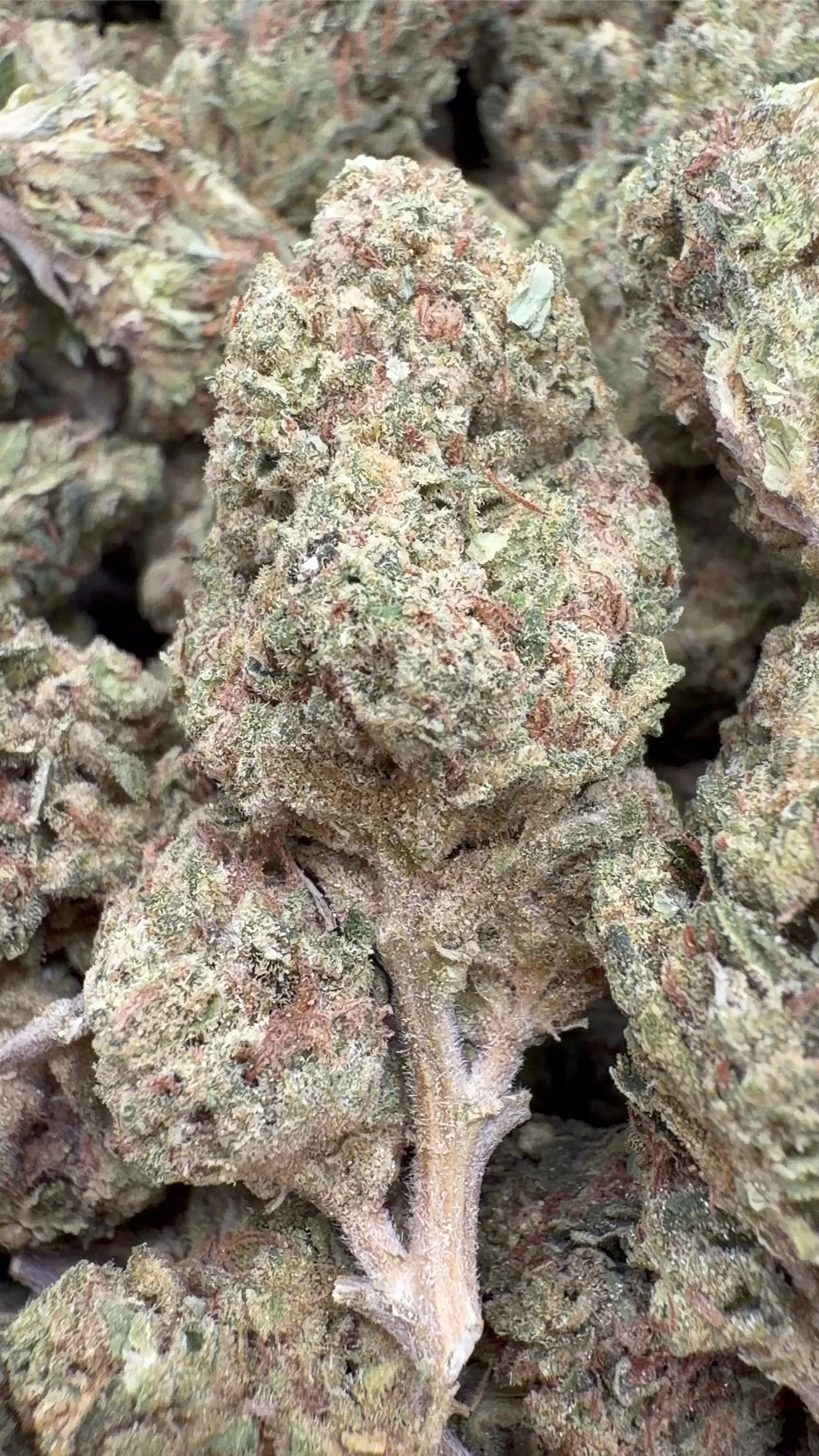 Sour OG - Bulk - Hybrid