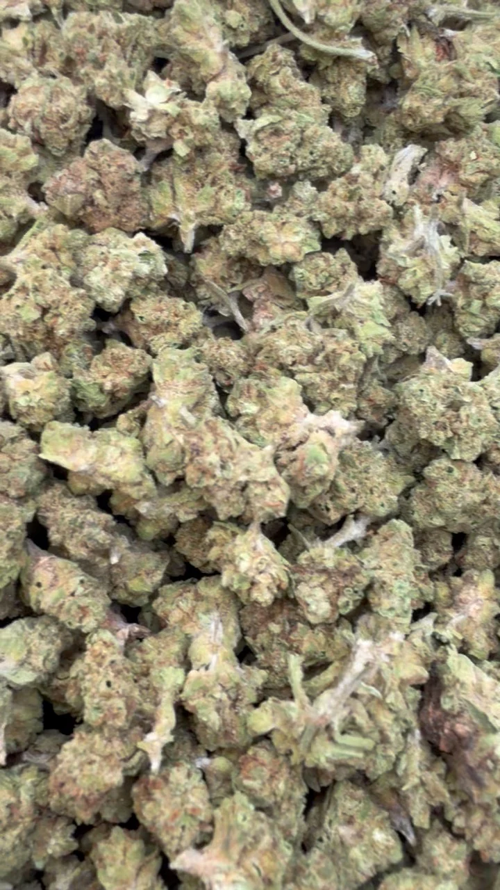 Sugar Cookies Minis - Bulk Minis - Indica