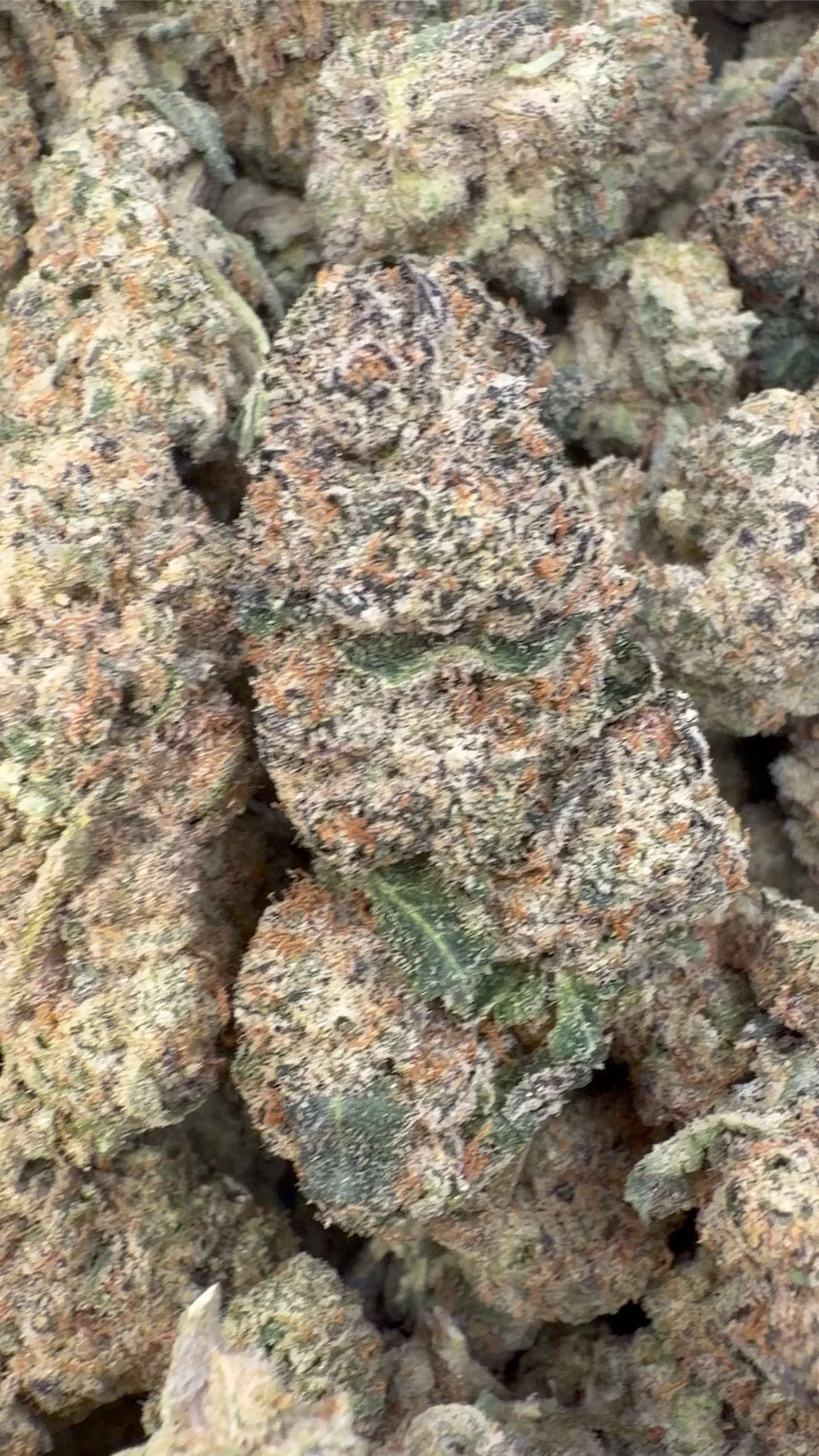 Sunset Sherbet - Bulk- Indica