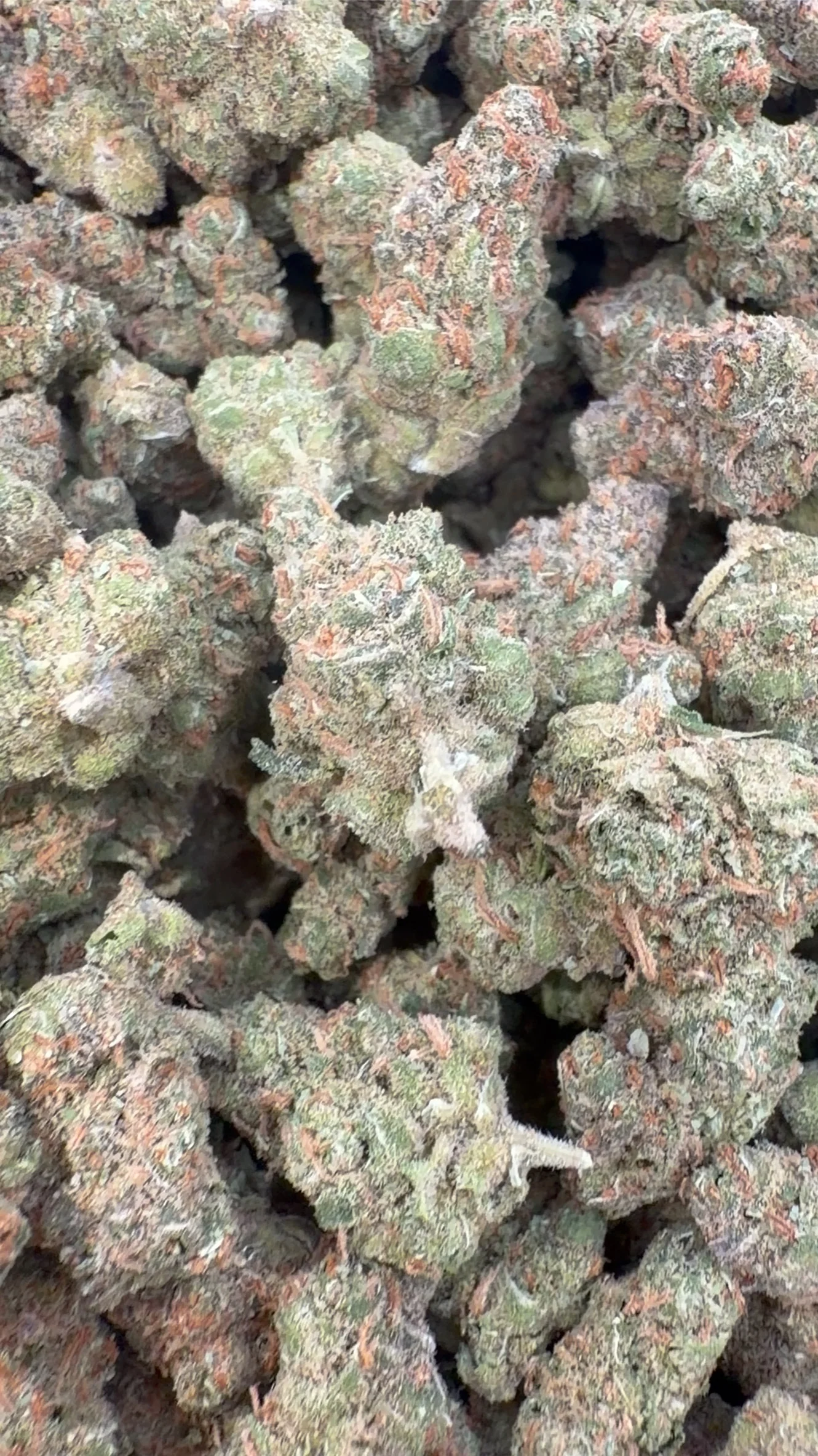 Super Lemon Haze Indoor Minis - Bulk Minis - Sativa