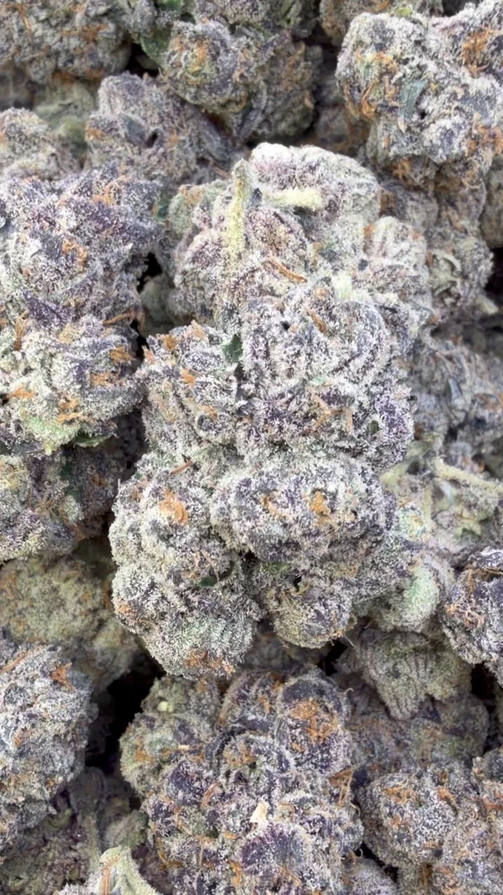 Versace Indoor - Bulk - Hybrid
