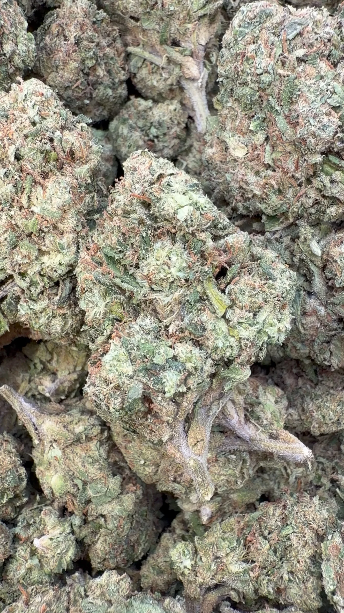 White Runtz - Bulk - Hybrid