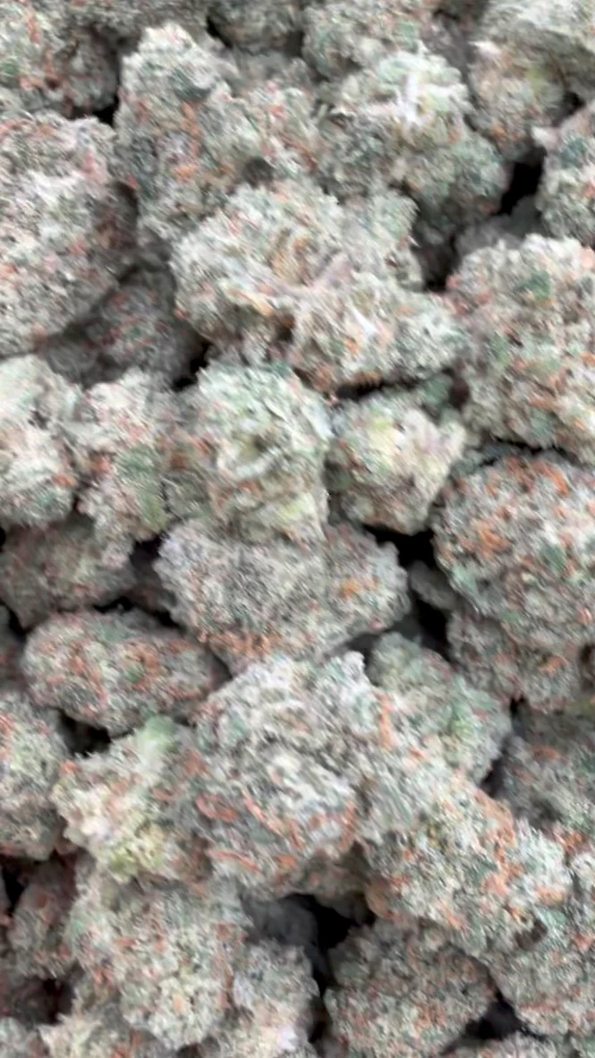 XJ 13 Indoor Mediums - Bulk Mediums - Sativa