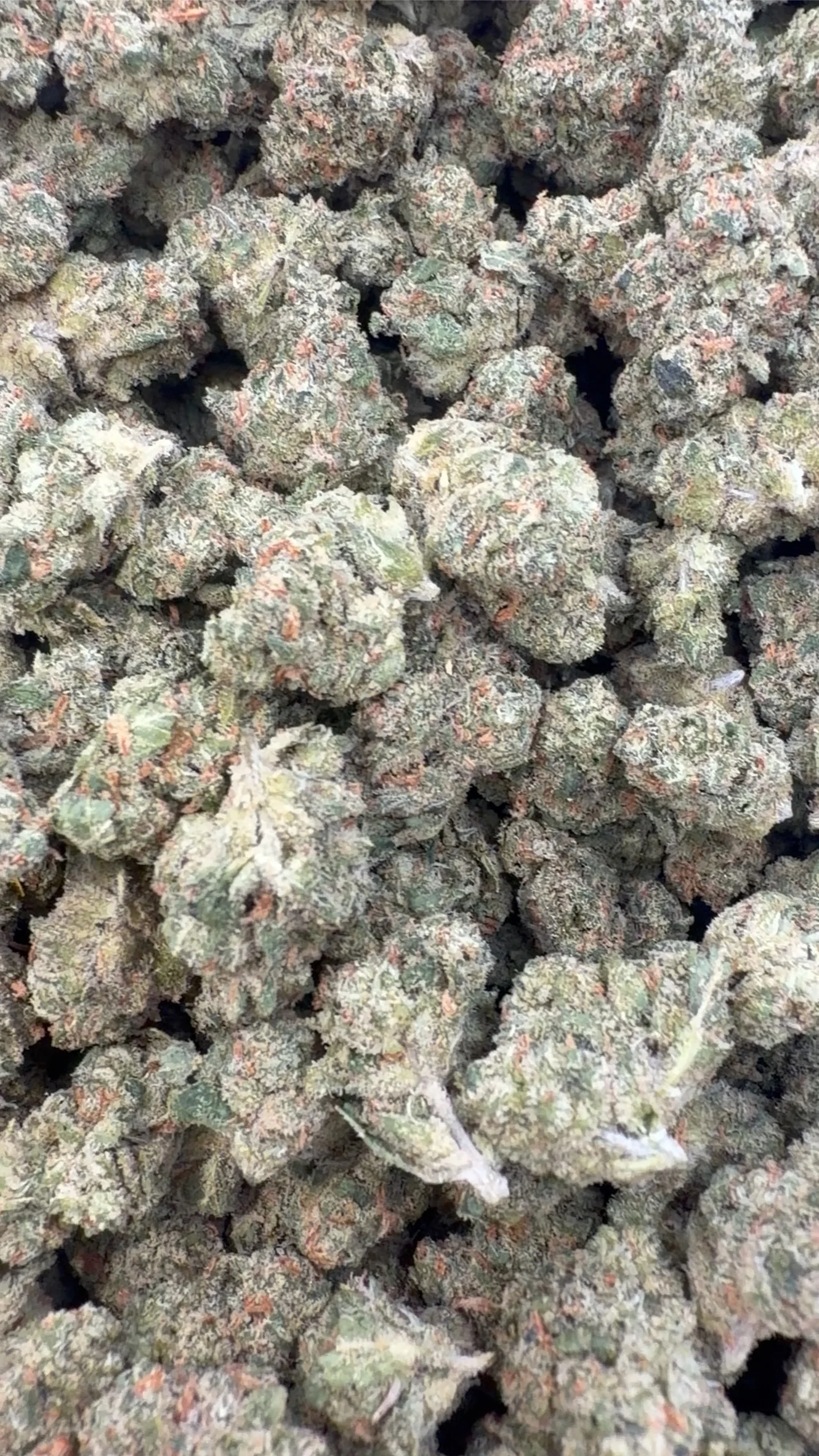 XJ 13 Indoor Minis - Bulk Minis - Sativa