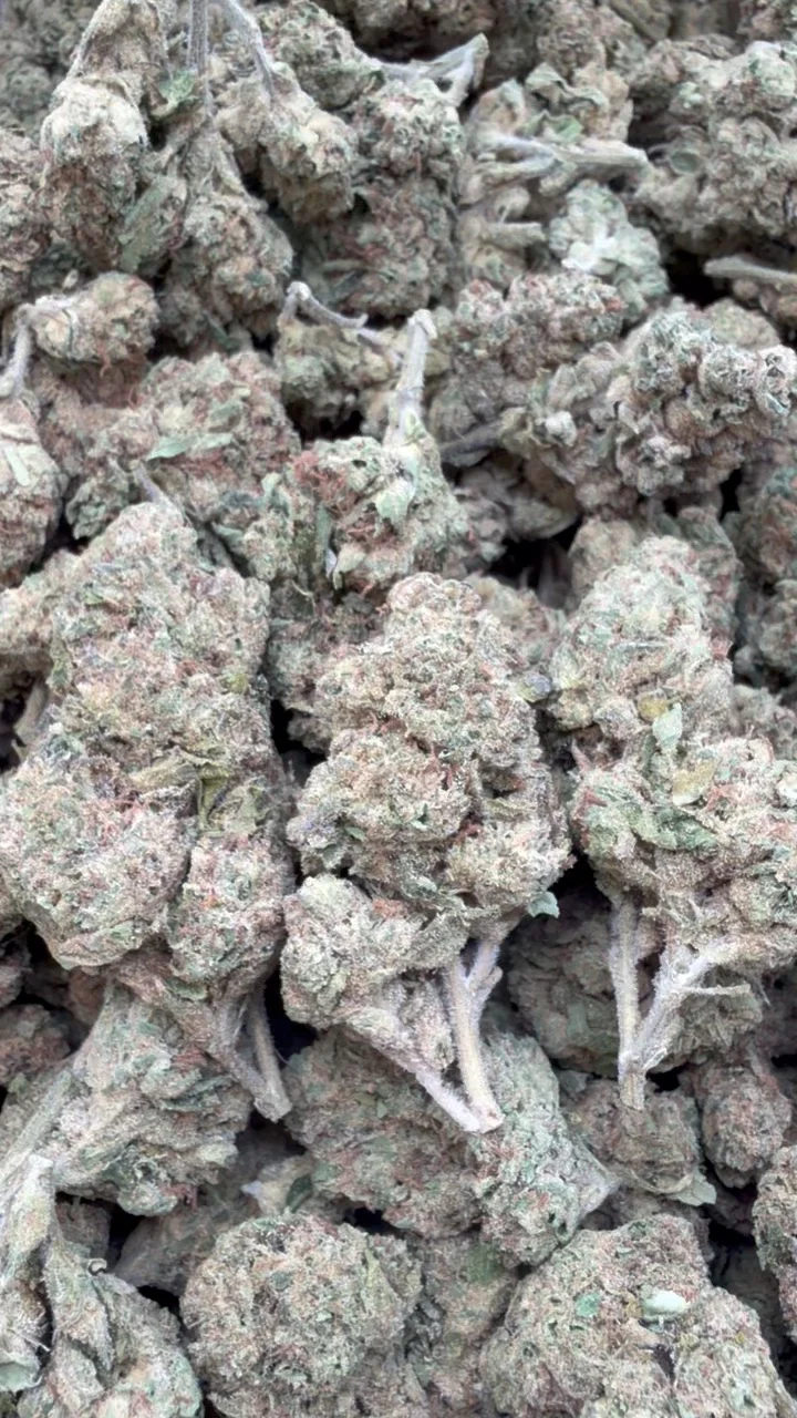 Zlushies - Bulk - Indica
